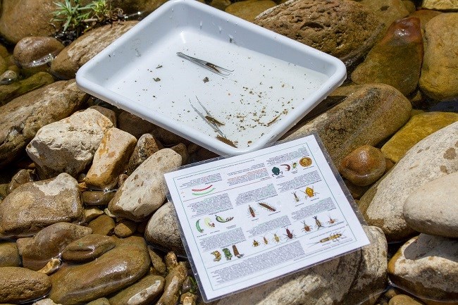 stream ecology camp materials top center of photo is white tray with invertebrates and tweezers in it, bottom center is invertebrate key sheet, background is river rocks
