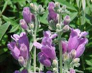 color photo of beard tongue flowers