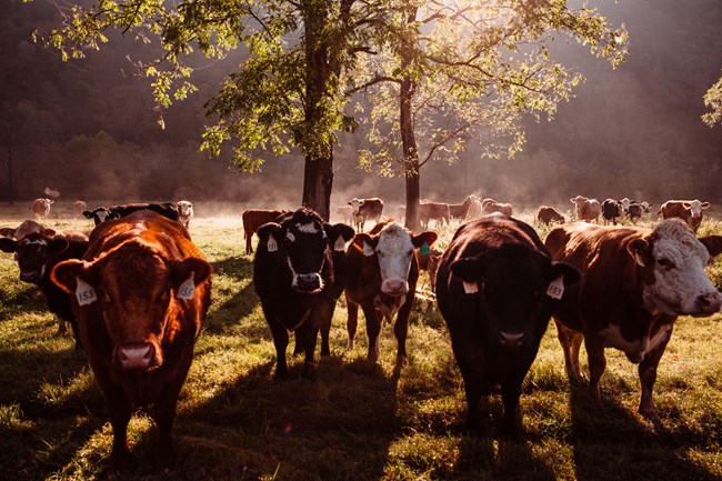 A herd of cattle looks at us from a sunny pasture in Boxley Valley