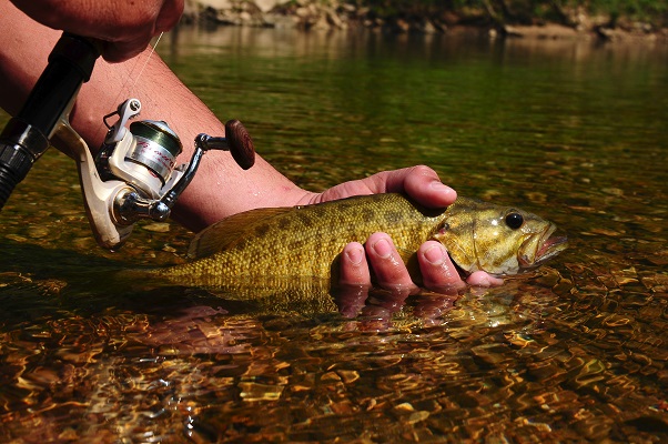 Smallmouth Bass Smallmouth Bass