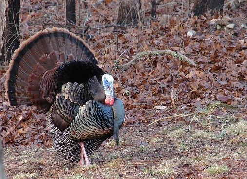 Wild turkey in the park.