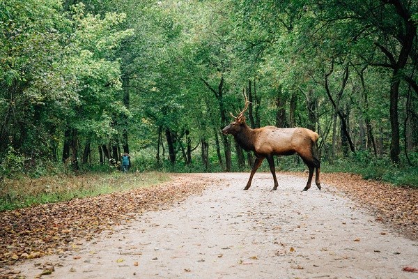Elk at Ponca