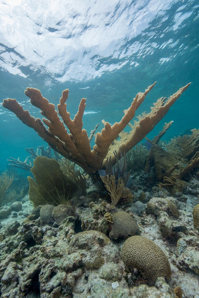 Underwater photo of elkhorn coral at Buck Island