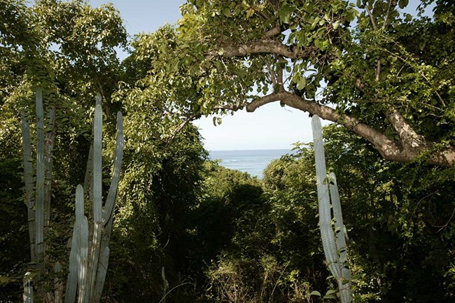Photograph of forests at Buck Island