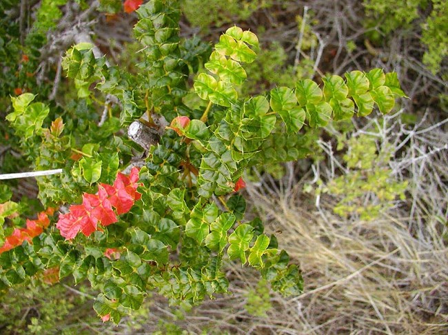 Photograph of christmas bush, a poisonous plant.