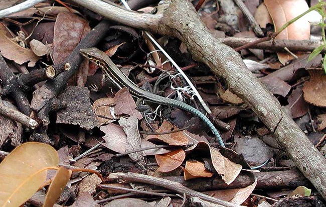 Photo of the St. Croix Ground Lizard