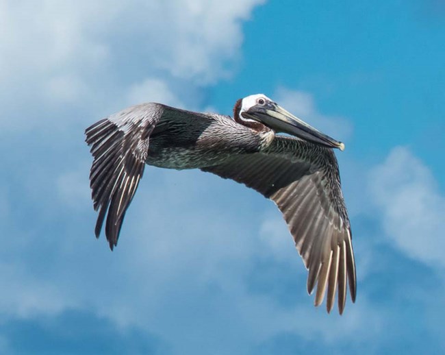Photograph of brown pelican in flight