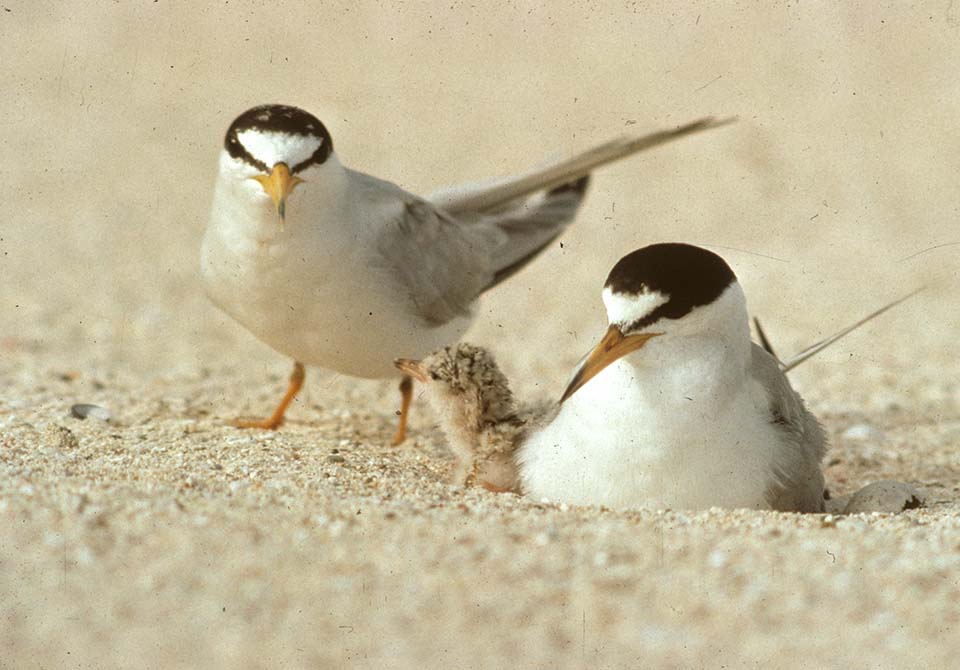 least tern nest and chick; photo by Zankl 1992 pair of nesting least terns with a chick in the nest