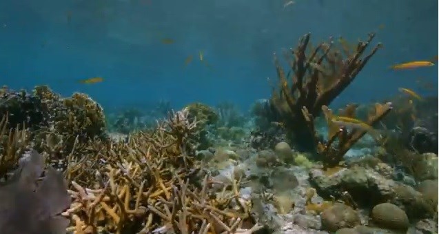 What's Happening at the Underwater Trail?