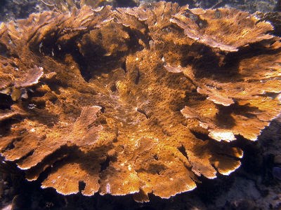 BUIS elkhorn coral reef