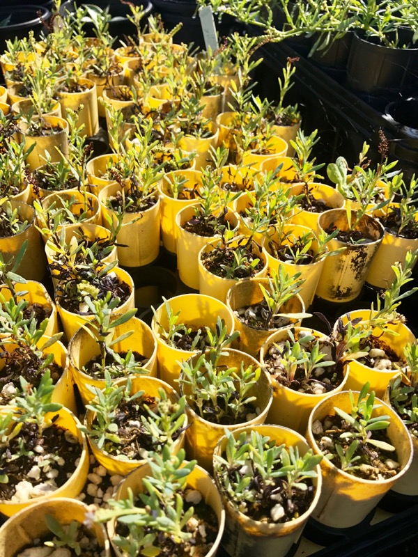 Heliotropium seedlings
