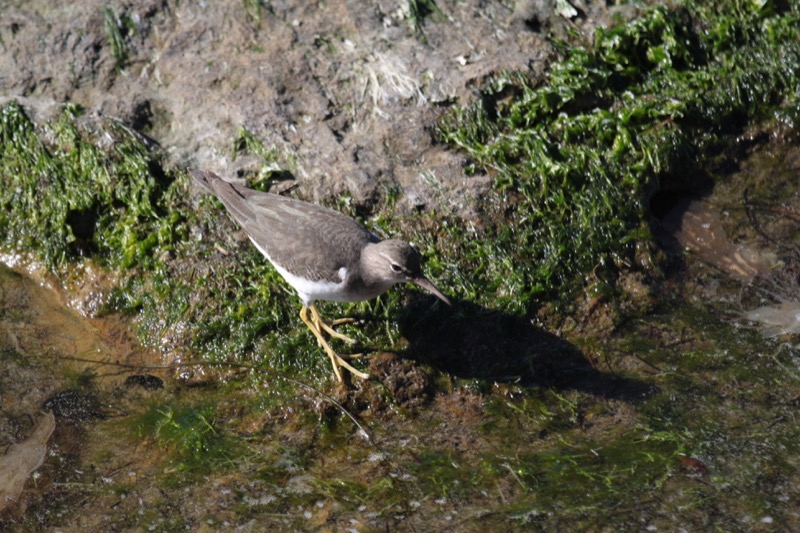 A Wandering Tattler (Tringa incana) foraging at a tide pool