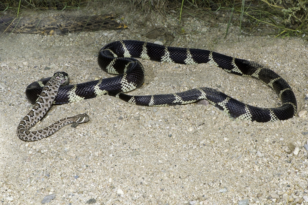 A kingsnake eating the back end of a Diamond-back Rattlesnake. Eventually the entire rattlesnake will be swallowed whole.