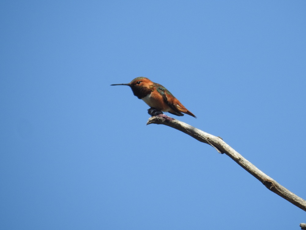 A side view of a rusty-orange (rufous) and green Allen’s Hummingbird perched at the end of the branch.