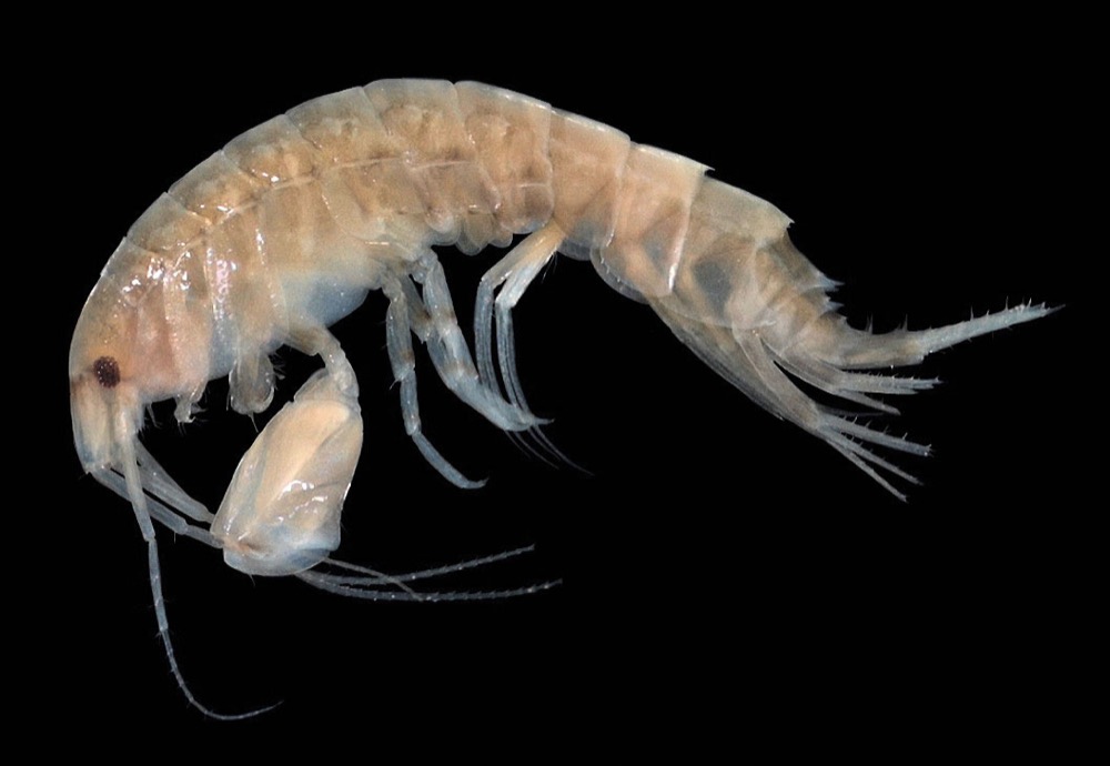 A close-up photo of a tiny, translucent, pale pinkish-yellow, shrimp-like creature called an amphipod.