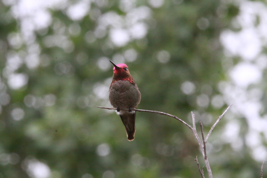 Anna's hummingbird sitting on a tree branch