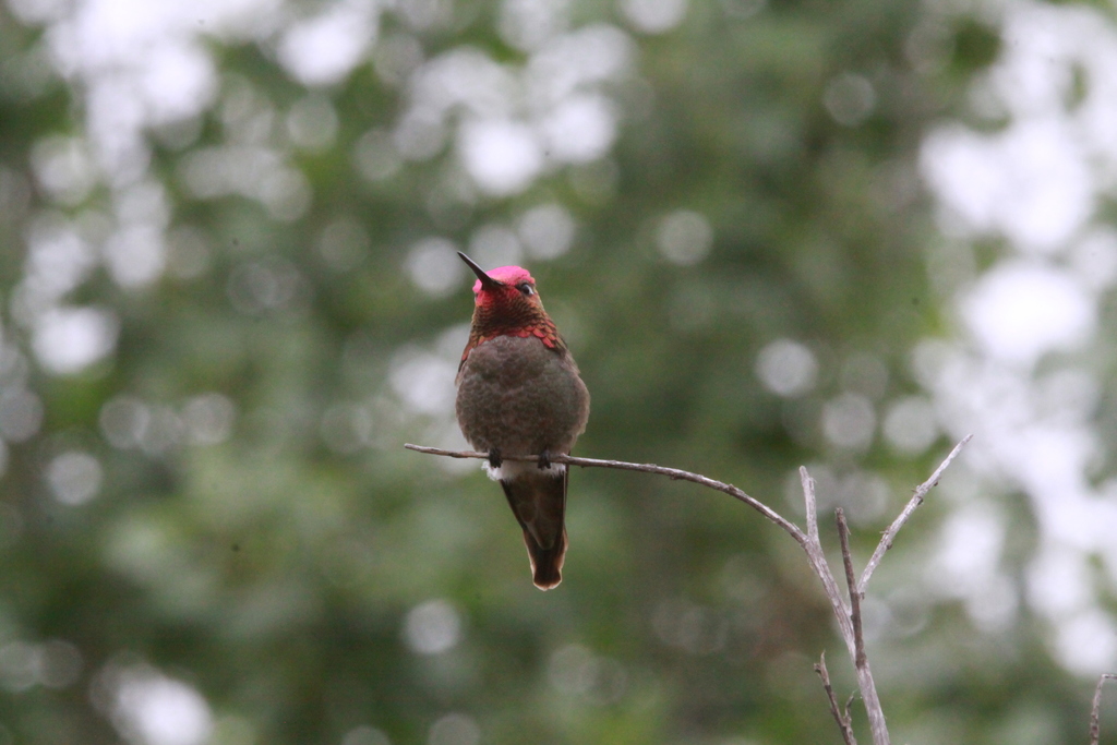 Anna's Hummingbird1 Anna's hummingbird sitting on a tree branch