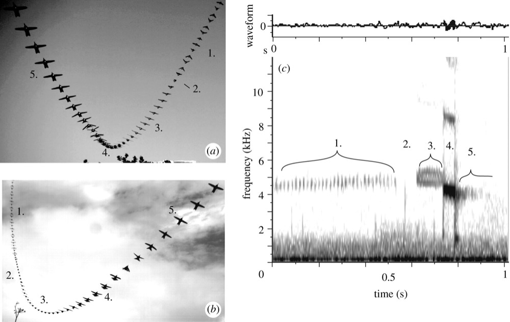 Three photos depicting a male Anna’s Hummingbird courtship dive. The first 2 photos are frame-by-frame from a high speed camera; the 3rd photo is a depiction of the sound the dive makes – frequency and pitch.