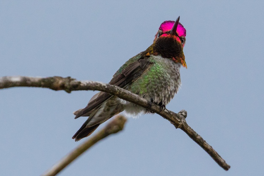 The bright pink iridescent gorget of the same male Anna’s Hummingbird is visible when he turns his head and the light is reflected at a different angle.