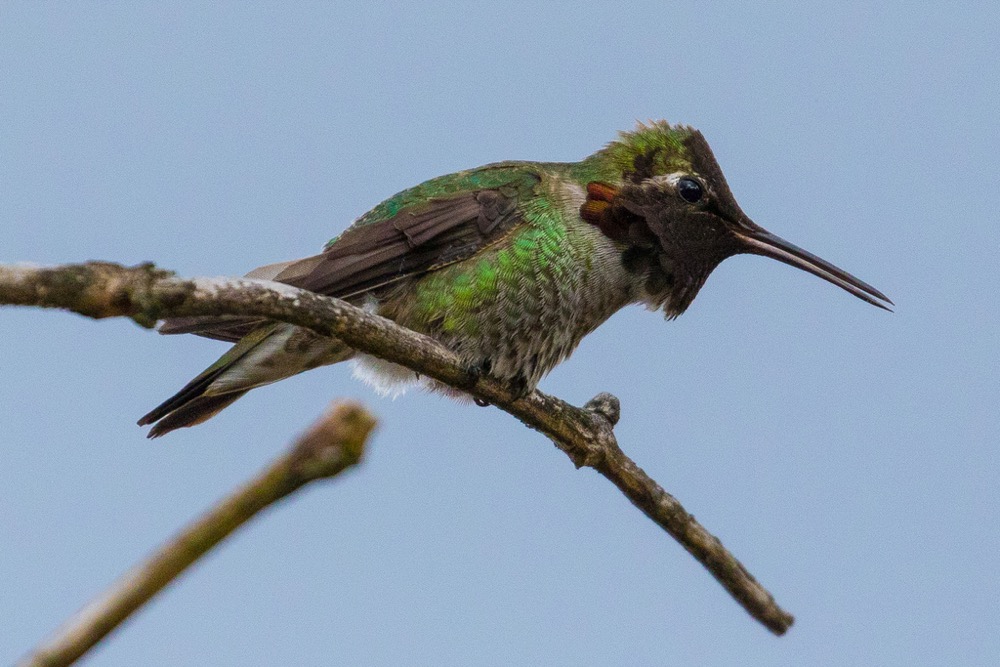 A green, gray, and black colored male Anna’s Hummingbird from the side as it perches on a branch.