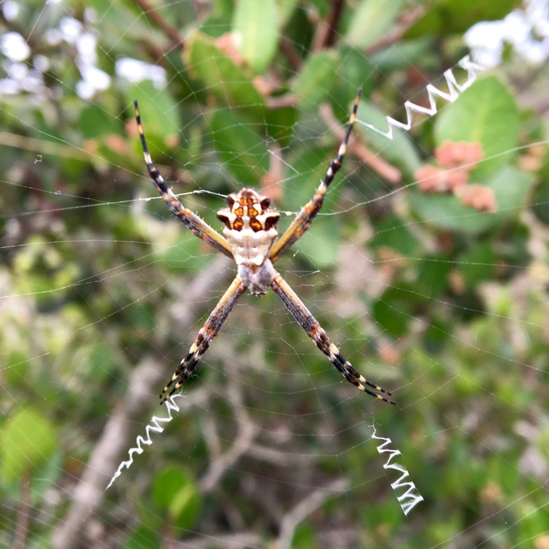 A close up of the Silver Argiope in it’s web.
