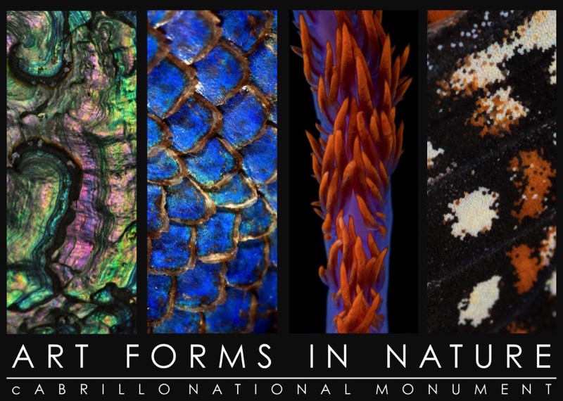 Poster showing nature photos as art