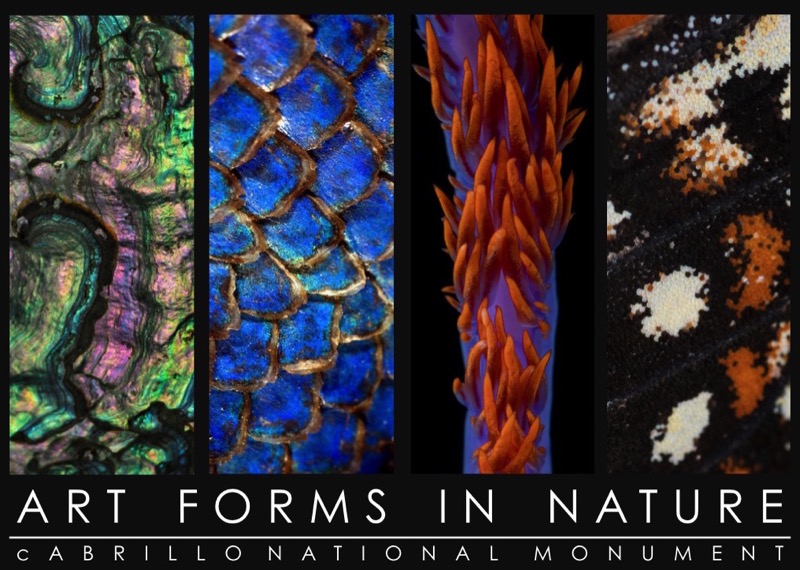 Poster showing nature photos as art Poster showing nature photos as art