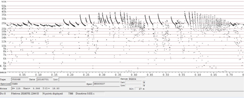 Sonogram of a Mexican Free-tail bat call