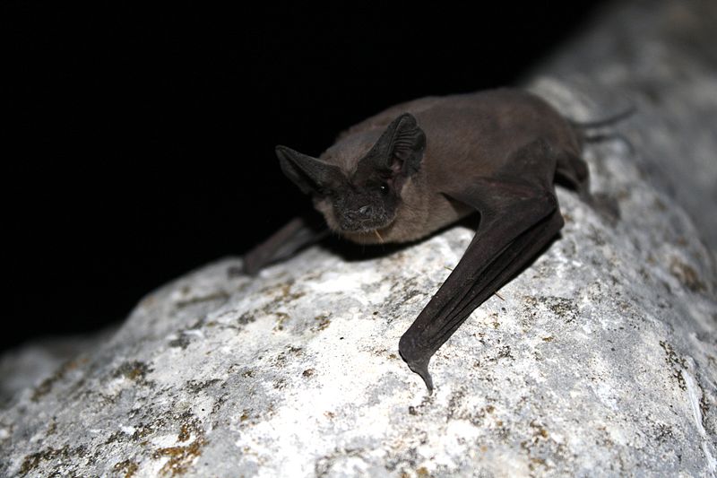 A Mexican free-tailed bat (Tadarida brasiliensis)