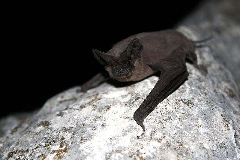 A Mexican free-tailed bat (Tadarida brasiliensis) A Mexican free-tailed bat (Tadarida brasiliensis)