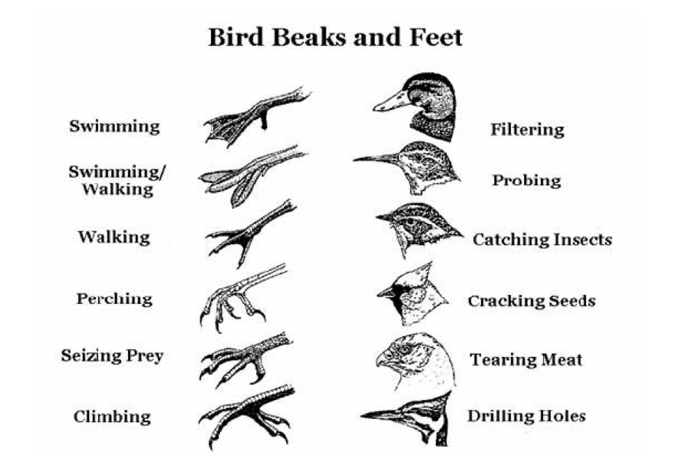 Chart showing differences between bird beaks and feet