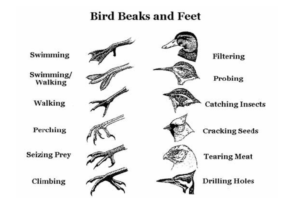 Types Of Bird Feathers Chart