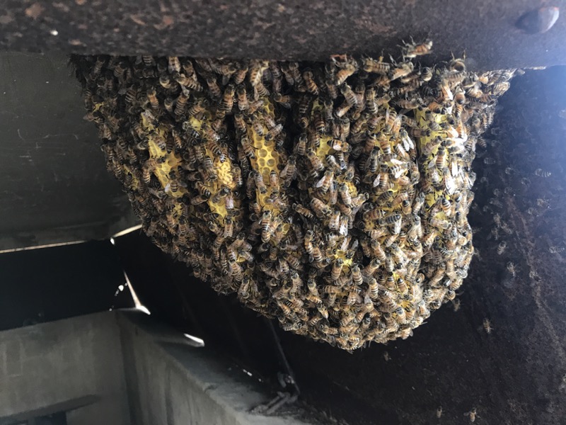 Large bee hive hanging from WWII bunker Large bee hive hanging from WWII bunker