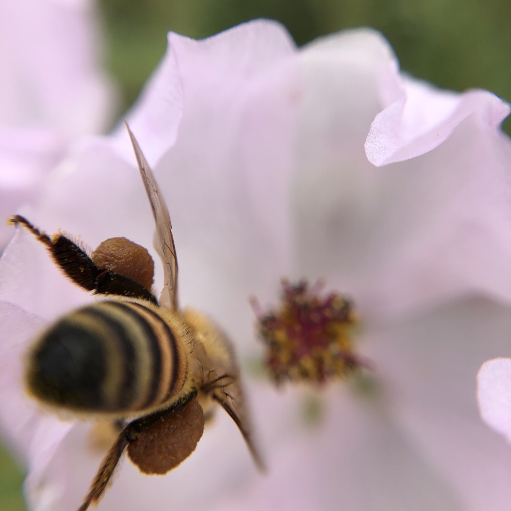 A bee begins to enter a flower with the pollen baskets visible on the hind legs.
