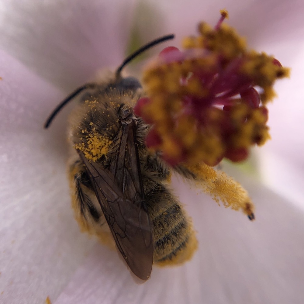 A bee is gathering nectar at the center of a flower. It is dotted with pollen on its thorax, abdomen, and legs.