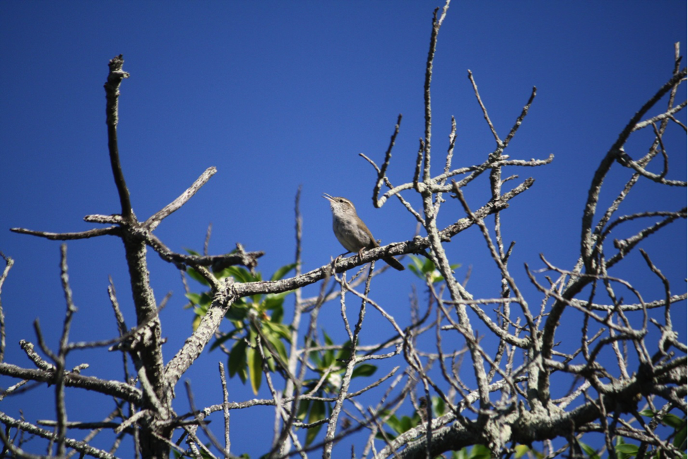 Photo of a Bewick's Wren