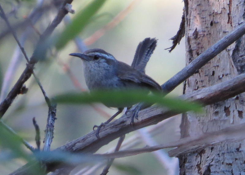 All wren species, such as this Bewick’s Wren (Thryomanes bewickii), have a very erect tail with a distinct barred pattern and a dramatic white eyeline.