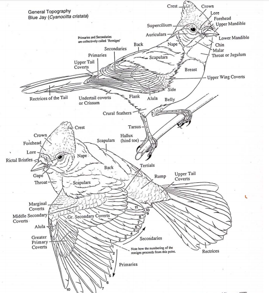 Learning the topography of birds assists in identification and communication.