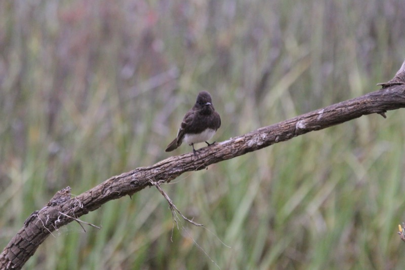 Black Phoebe A Black Phoebe sitting on a tree branch
