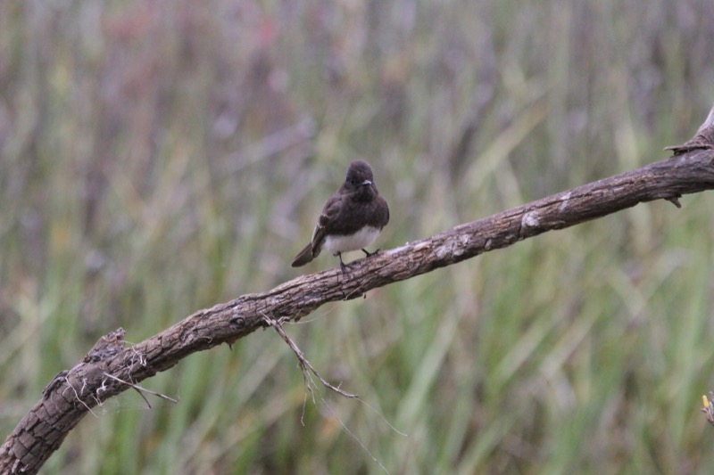 Species Spotlight: the California Gnatcatcher - Cabrillo National Monument  (U.S. National Park Service) - Cabrillo Field Notes