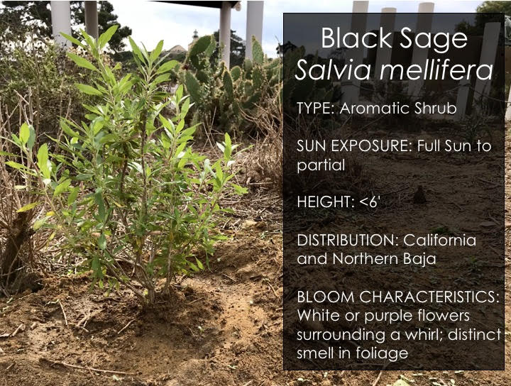 Black Sage Upward growing woody shrub with elongated, green, thin leaves with text written to the right within a black box