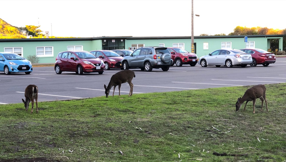 Three Black Tailed Deer grazing on an area of lawn next to a parking lot at the Point Bonita YMCA in Sausalito, CA.