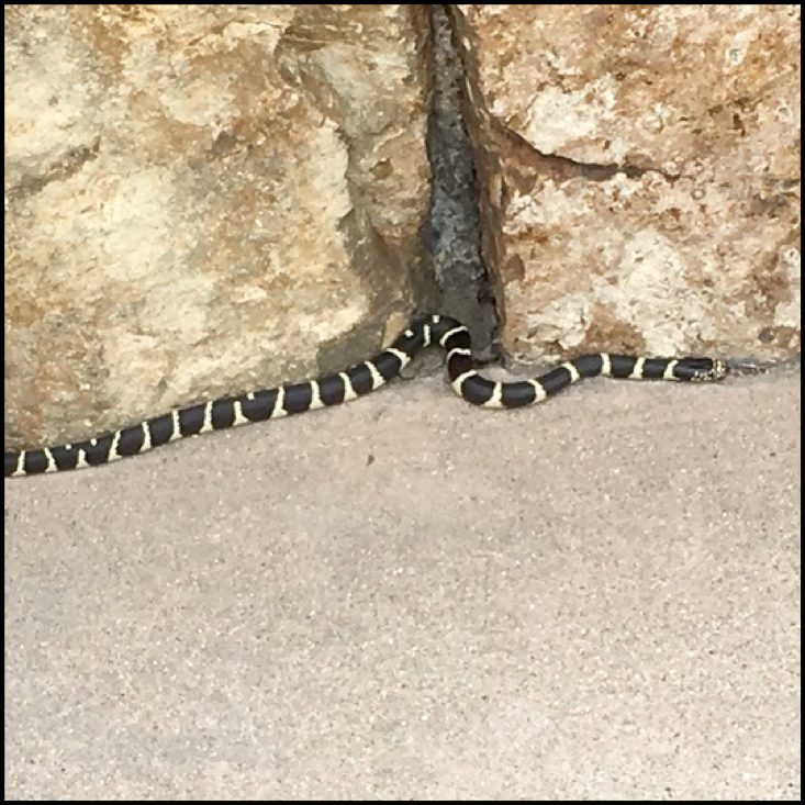 A common black and white morph of the California Kingsnake.