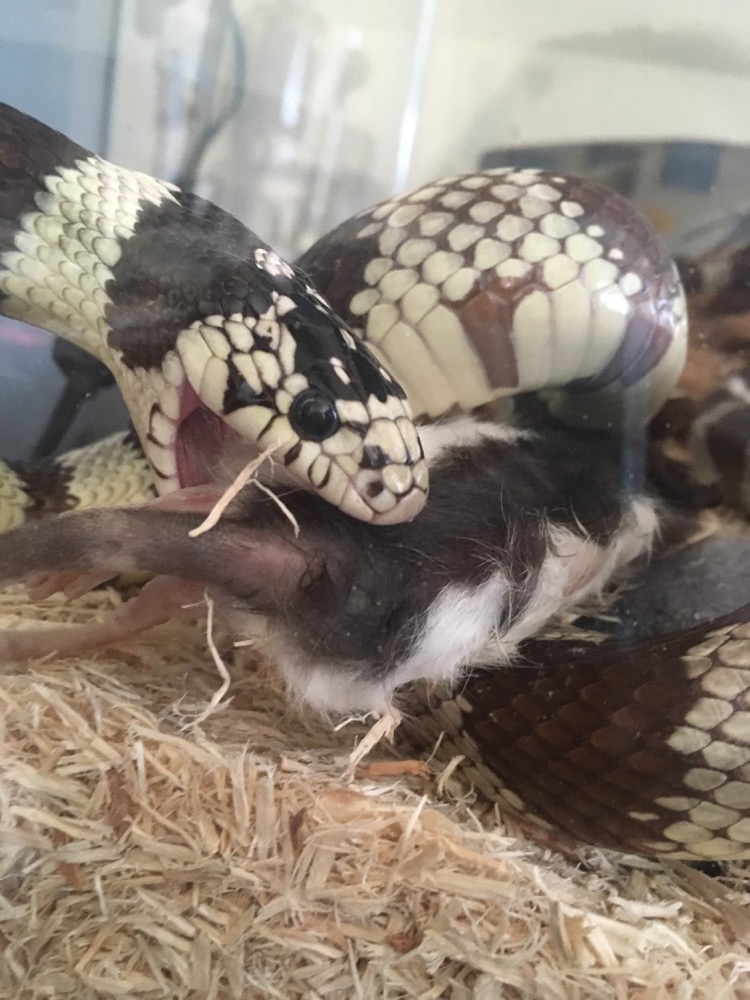 Our Resident California Kingsnake, Boros, positioning himself to devour a rat whole.