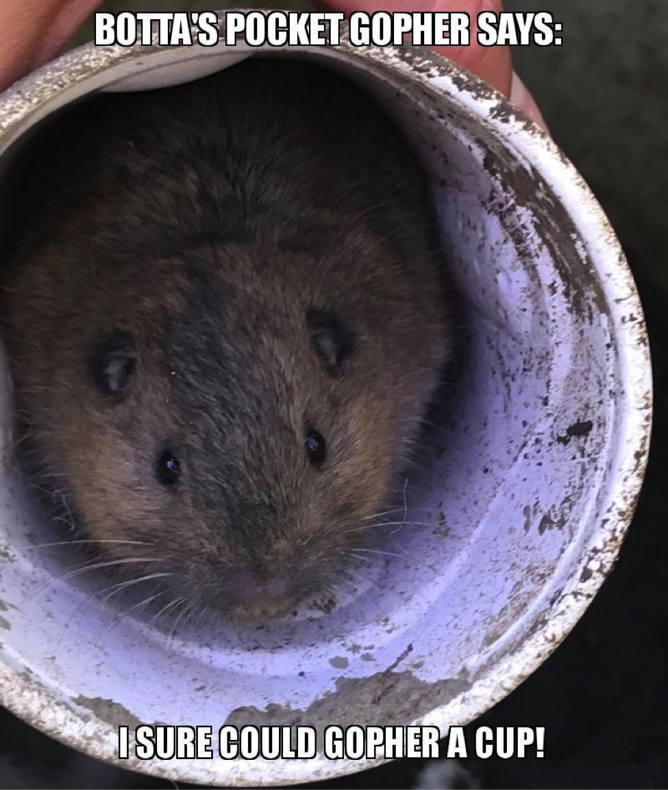 Botta's Pocket Gopher Photo of Pocket Gopher