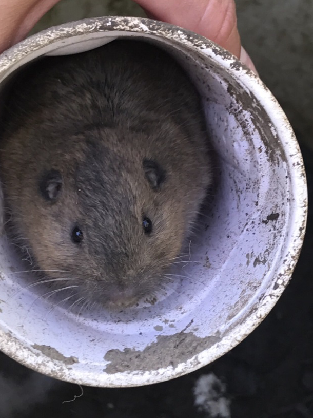 Botta's pocket gopher (Thomomys bottae) from 2017