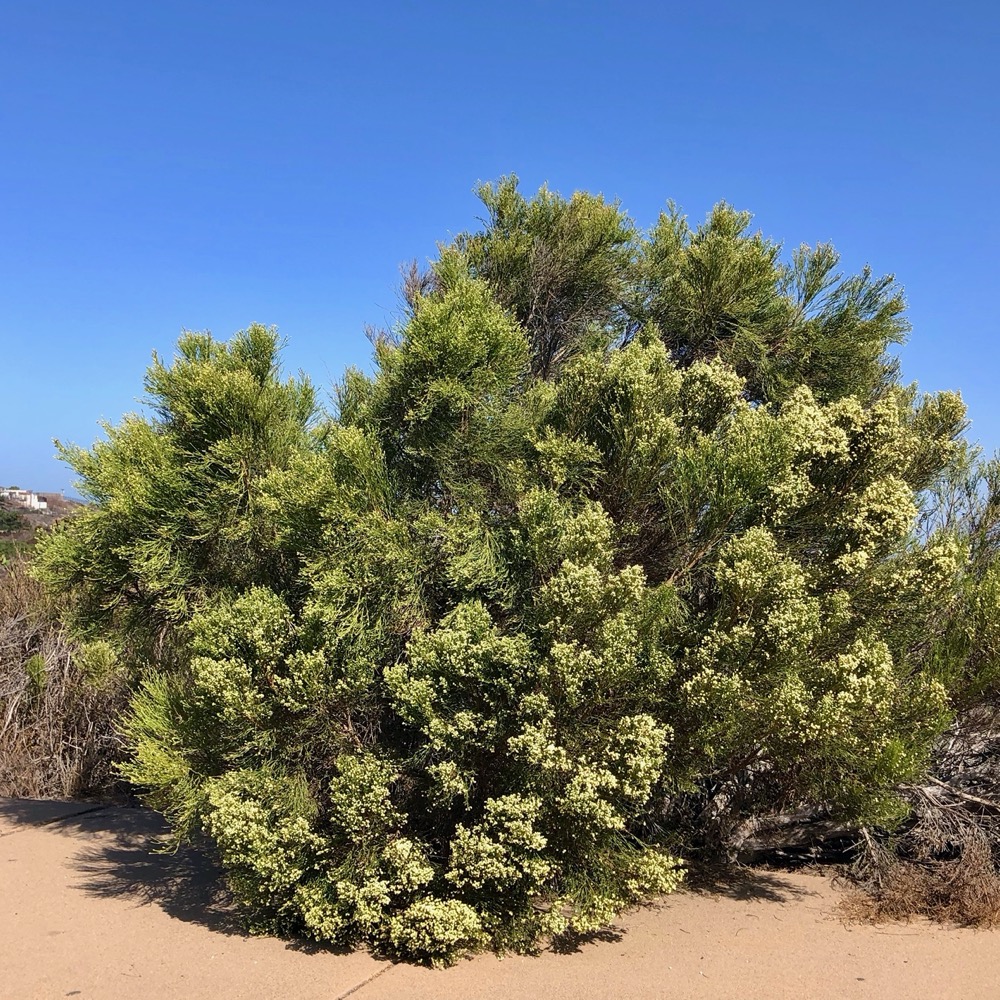 A mature Broom Baccharis along the edge of a path with blue sky behind it.