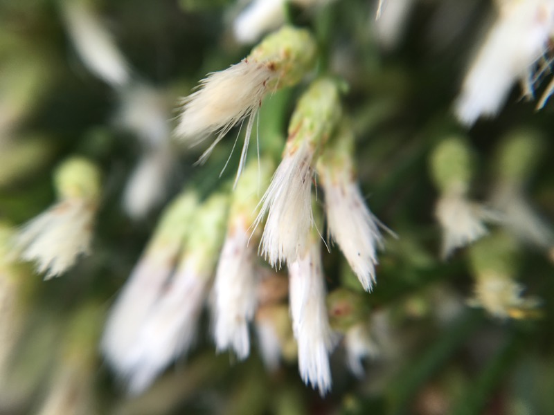 The white fluffy flowers of the female portion of the Desertbroom