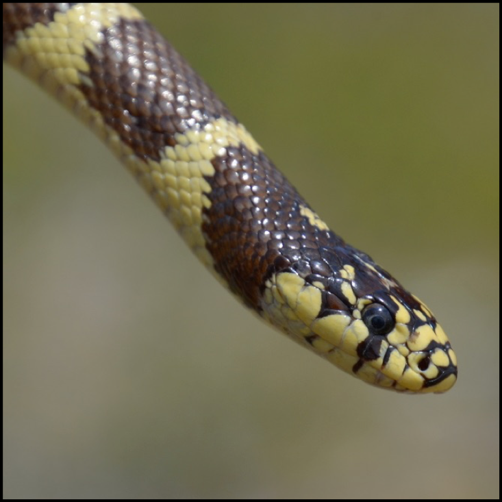 A closeup of a brown and cream morph of the California Kingsnake.