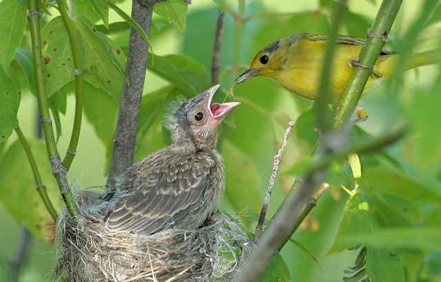A large Brown-headed Cowbird (Molothrus ater) chick being fed by a much smaller warbler parent.